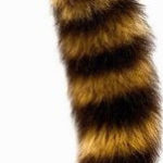 Análny kolík Racoon Tail (32 cm) Análne kolíky s chvostom Pre ženy